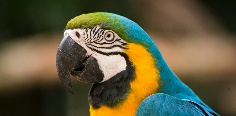 Foz do Iguaçu: Parque das Aves